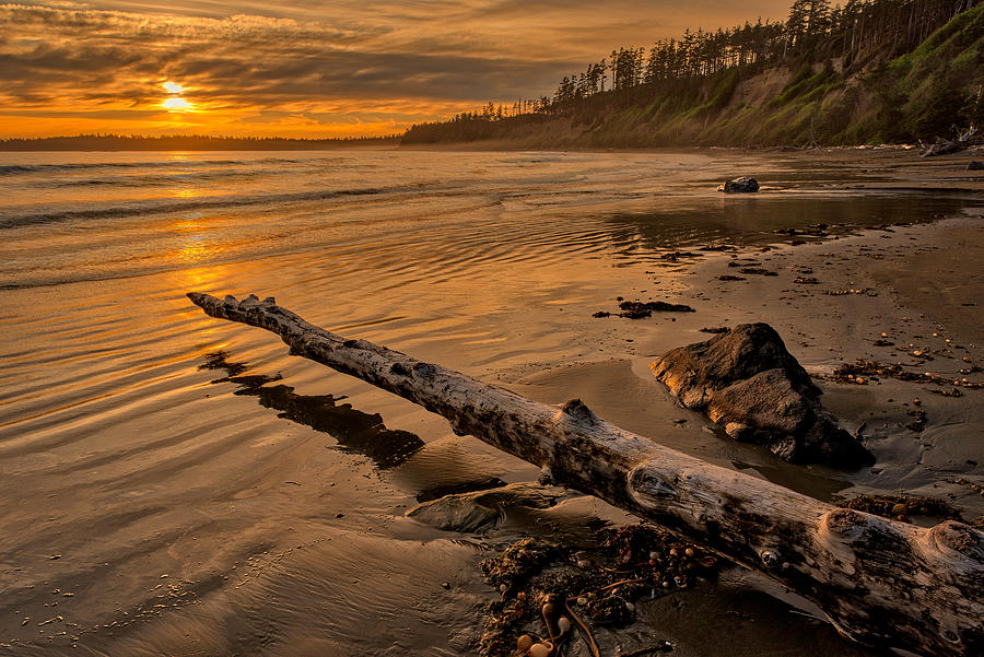 Beach Log Photograph by Mark Hammerstein - Fine Art America