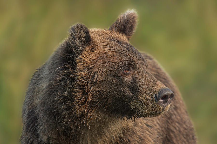 Bear #6 Photograph by Ken Weber