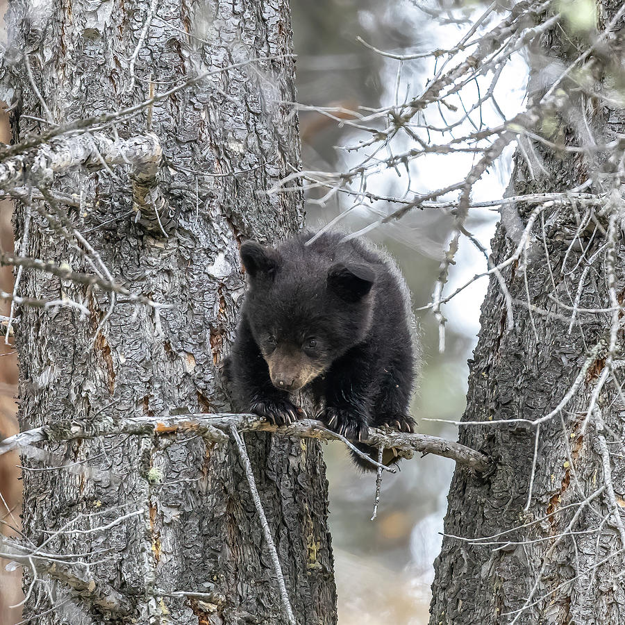 Wildlife Photograph - Bear Cub #1 by Paul Freidlund
