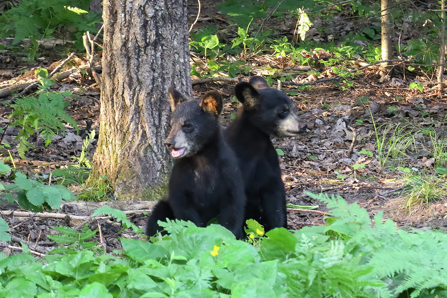 Bear Cubs #1 Photograph by Brook Burling