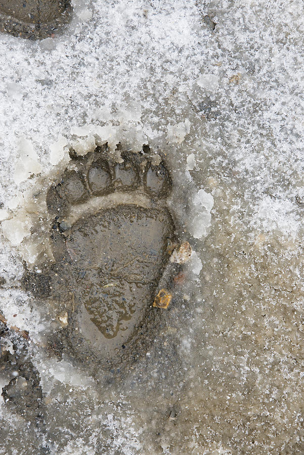 Bear paw prints in snow in denali national park #1 Photograph by Cathy Hart / Design Pics