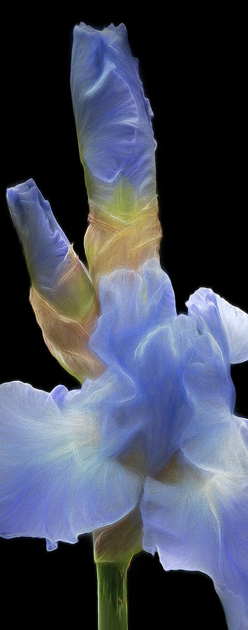 Bearded Iris And Buds II #1 Photograph by Susan Candelario