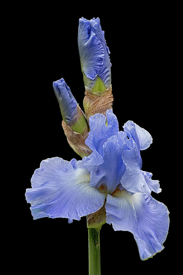 Bearded Iris And Buds II Photograph by Susan Candelario