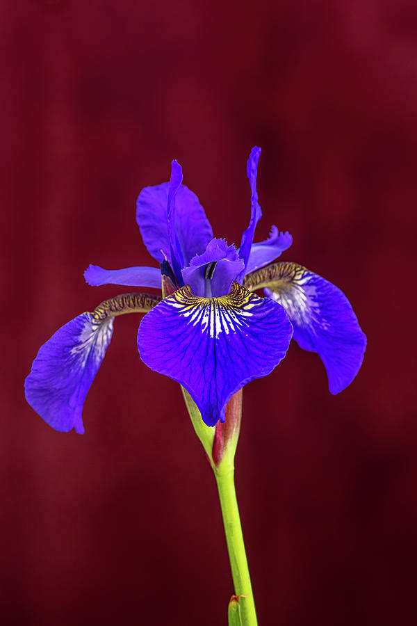 Bearded Iris #1 Photograph by Paul Freidlund