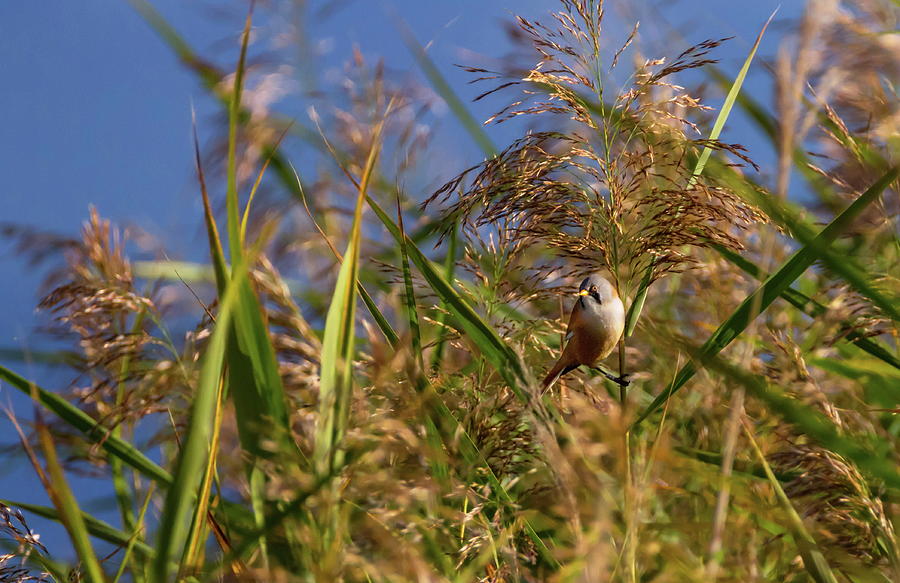 Bearded reedling, panurus biarmicus, in the reeds #1 Photograph by Elenarts - Elena Duvernay photo