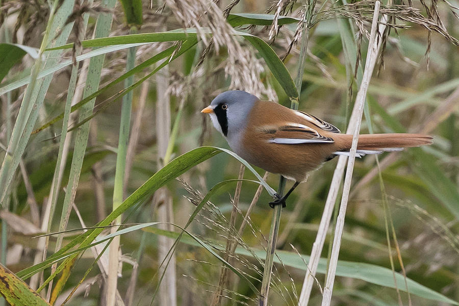 Bearded Reedling #1 Photograph by Wendy Cooper