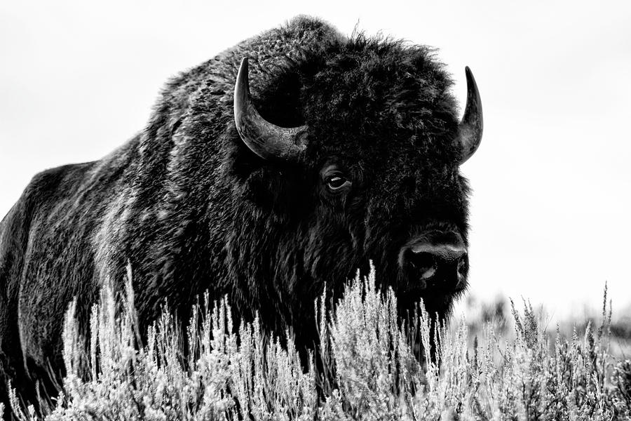 Beast of the Plains Photograph by Mark Kiver