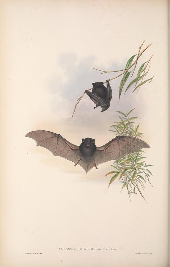 Beautiful Antique Australian Bats Mixed Media by Beautiful Nature ...