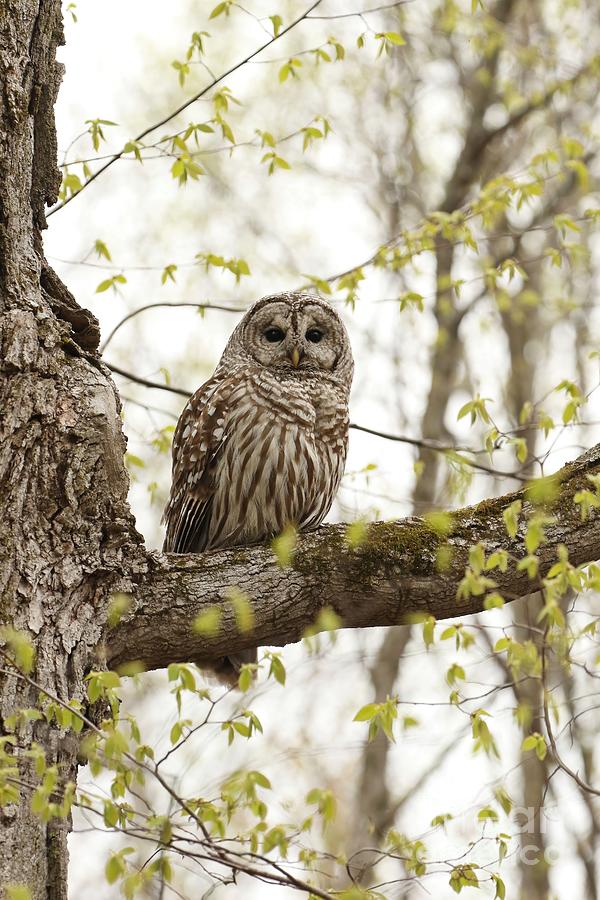 Beautiful barred owl #1 Photograph by Heather King