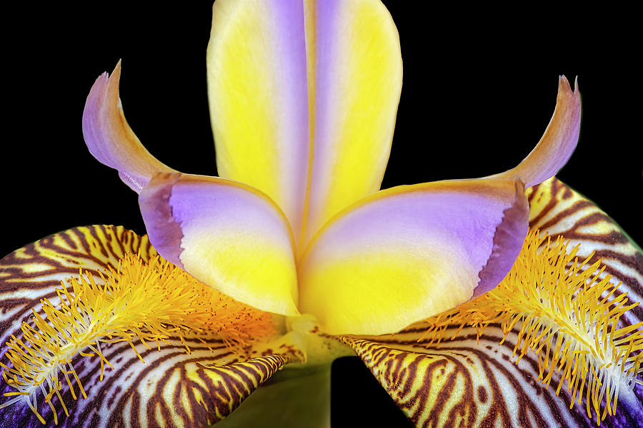 Beautiful  Bearded Iris Flower II Photograph by Susan Candelario