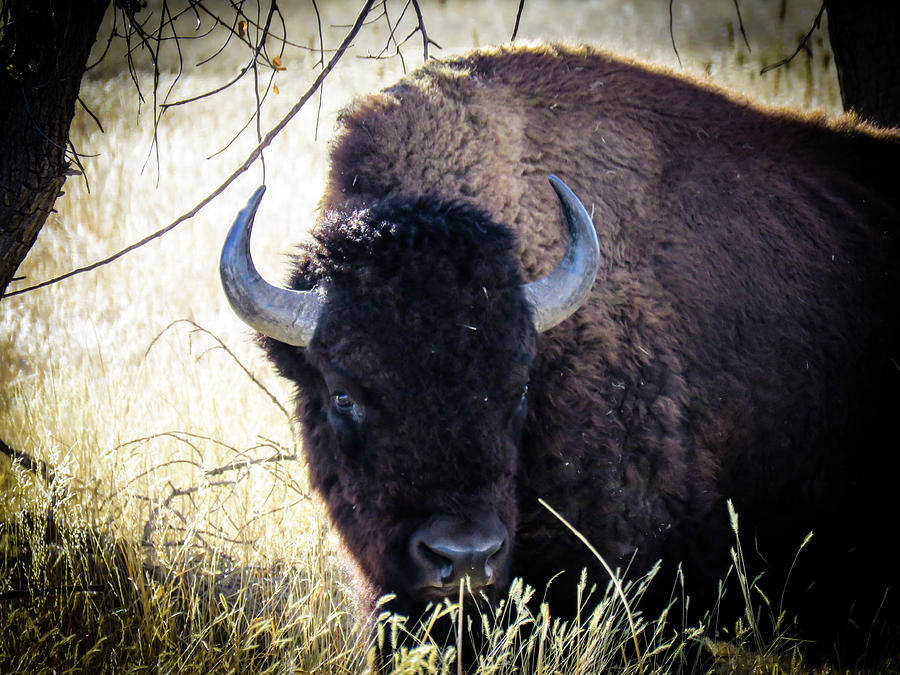 Beautiful Bison Photograph