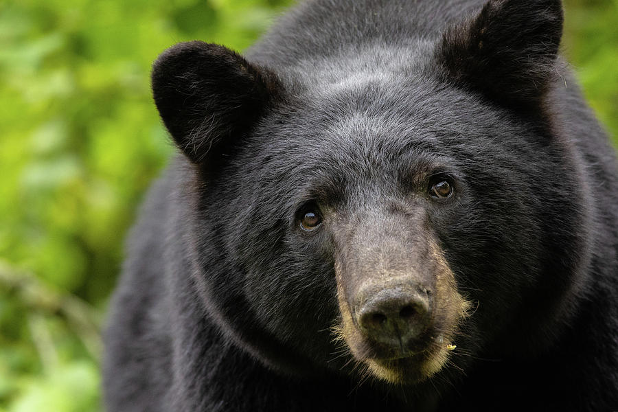 Beautiful Black Bear Photograph by Michelle Pennell - Fine Art America