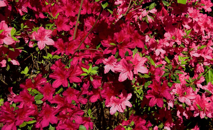 Beautiful Blooming Azaleas #1 Photograph by Dennis Schmidt