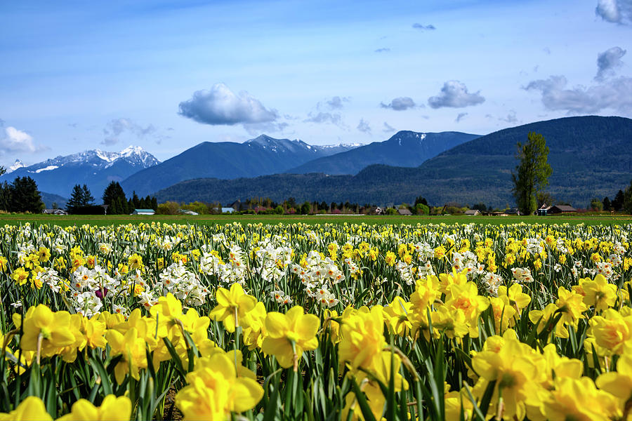 Beautiful Daffodil Field. Photograph