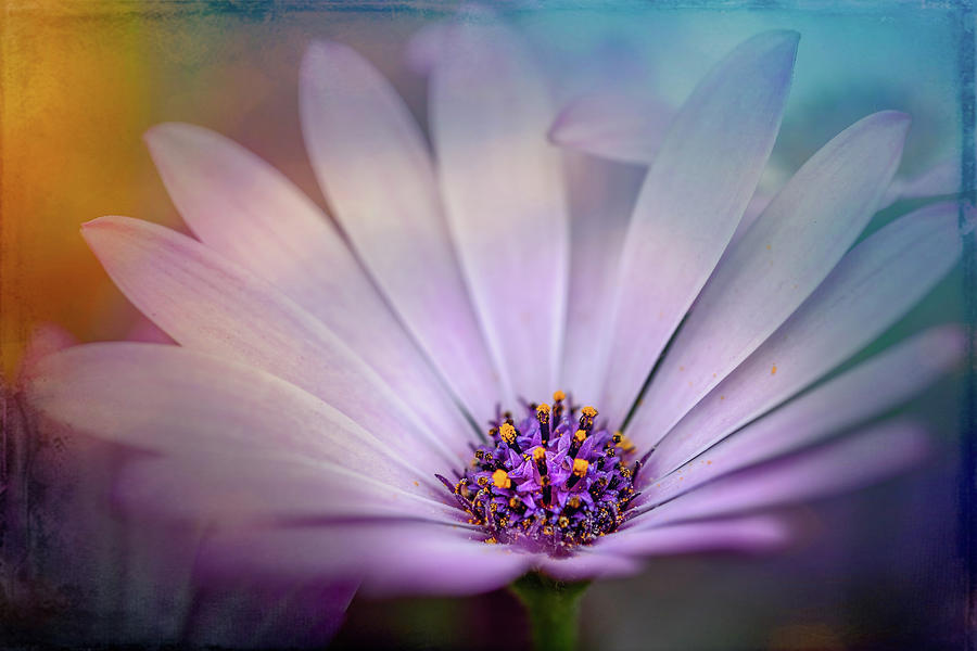 Beautiful Daisy Photograph by Sue Leonard - Fine Art America