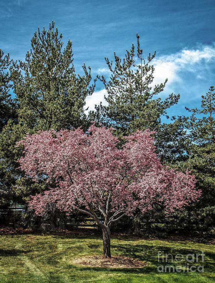 Beautiful Dogwood Photograph by Robert Bales - Fine Art America