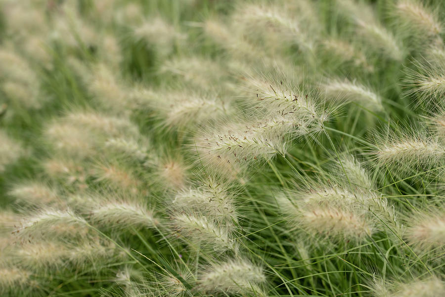 Beautiful Dreamy Landscape Image Of Ornamental Fountain Grass Pe Photograph