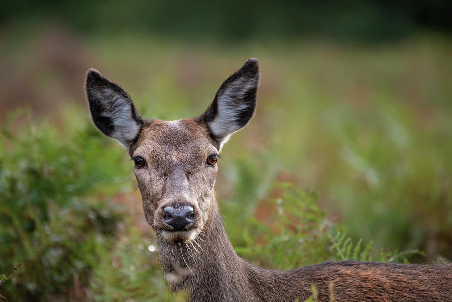 Beautiful image of red deer doe in vibrant gold and brown woodla ...