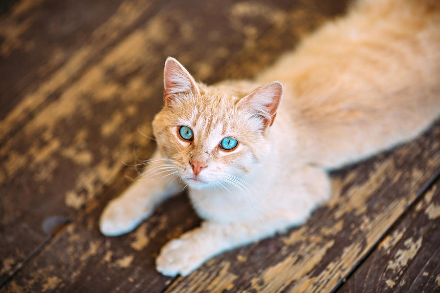 Beautiful light orange cat with stunning vivid sky blue eyes #1 Photograph by Theresa Donahue McManus