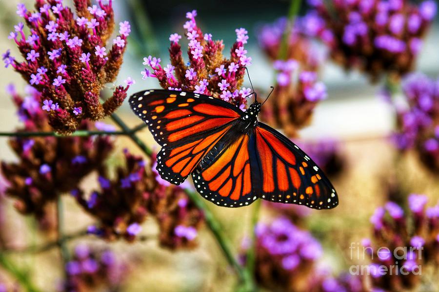 Beautiful Monarch Butterfly  #1 Photograph by LaDonna McCray