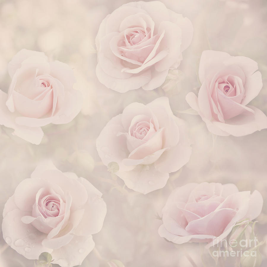 Rose Photograph - Beautiful pastel roses in garden #1 by Jelena Jovanovic