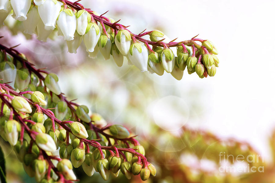 Beautiful Pieris Japonica small white flowers close-up blossoming in spring #1 Photograph by Gregory DUBUS