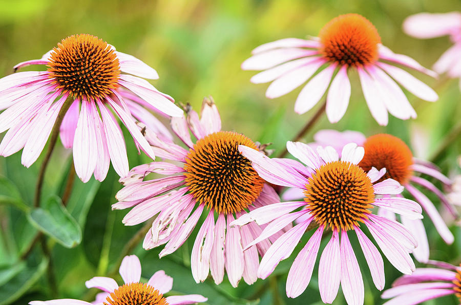 Beautiful pink coneflowers in full bloom in the summer Photograph by