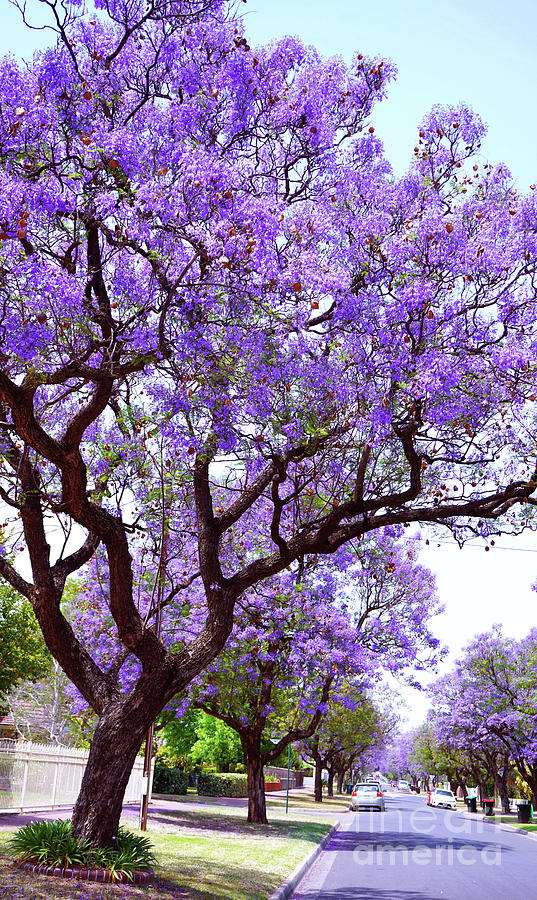 Beautiful purple flower Jacaranda tree lined street in full bloom. #1 Photograph by Milleflore Images