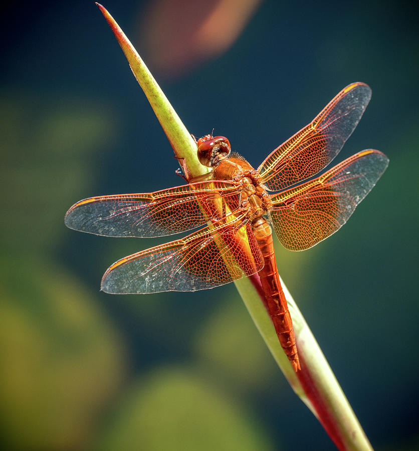 Animal Photograph - Beautiful Red Dragonfly #1 by Jean Noren