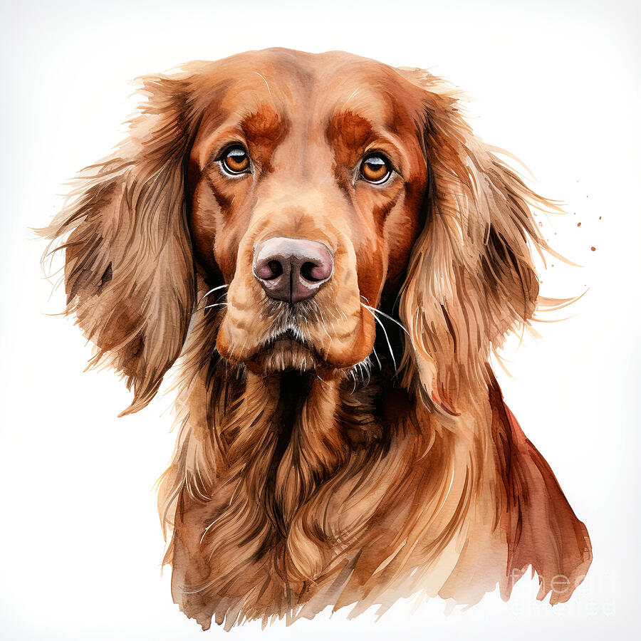 Beautiful red setter portrait over white background. Digital watercolour. #1 Digital Art by Jane Rix Beautiful red setter portrait over white background. Digital watercolour. #1 Digital Art by Jane Rix