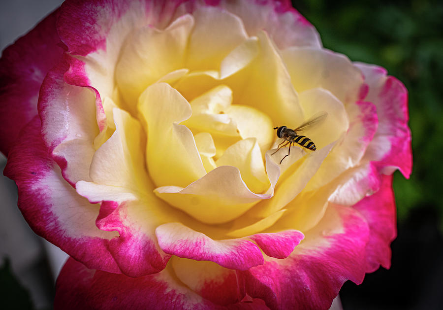 Beautiful rose from my garden 5 Photograph by Lilia S