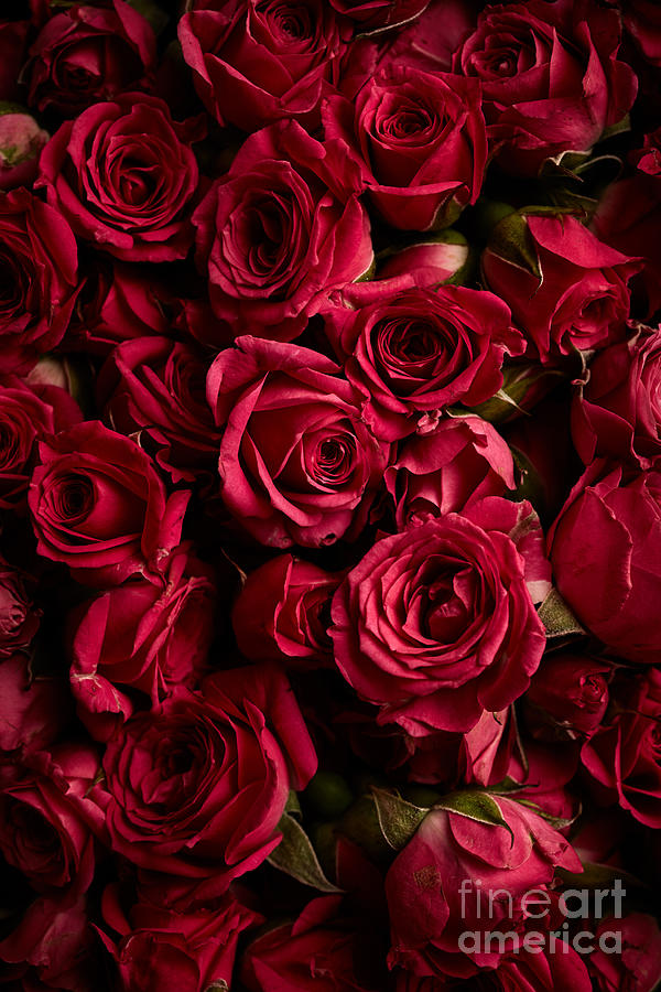 Beautiful roses  #1 Photograph by Boon Mee