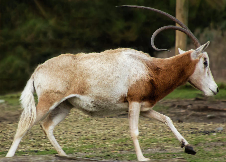 Beautiful Scimitar-horned Oryx Antelope Running Photograph