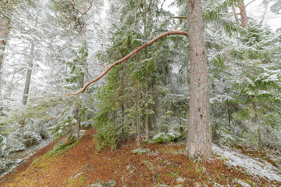 Nature Photograph - Beautiful serene winter forest landscape #1 by Juhani Viitanen