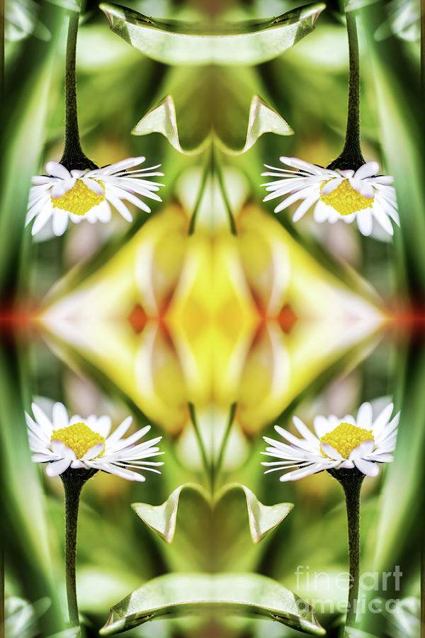 Beautiful small common Daisy flowers macro surreal shaped symmetrical kaleidoscope #1 Photograph by Gregory DUBUS