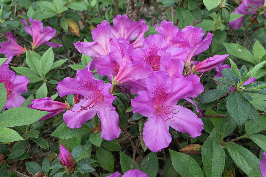 Beautiful spring flowers after a rain-Hilton Head, South Carolin ...