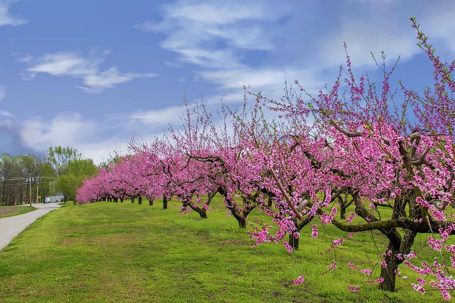 Beautiful Spring Peach Blossoms Vigo County Indiana Photograph By