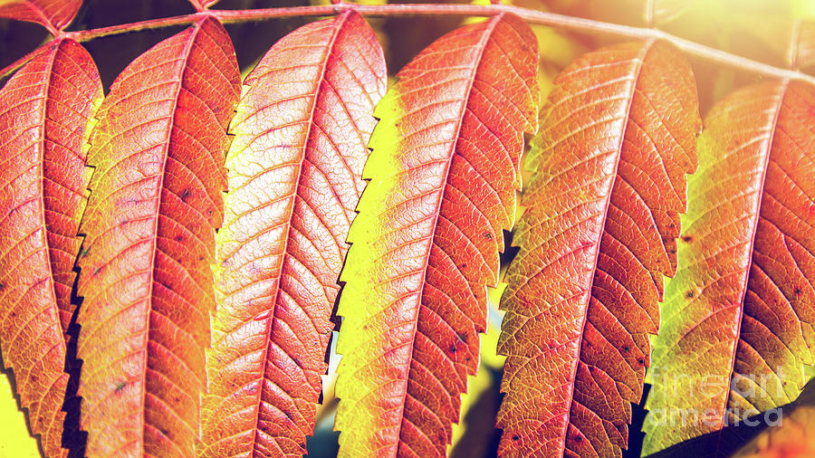 Beautiful Staghorn Sumac bush plant colorful leaves in autumn season #1 Photograph by Gregory DUBUS