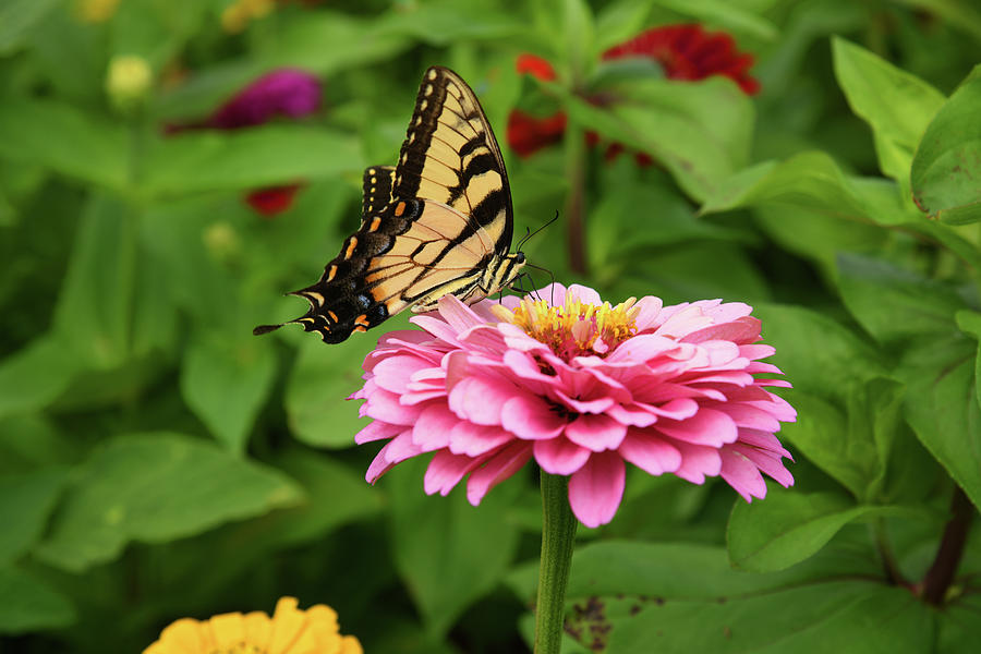 Beautiful Tiger Swallowtail Photograph By Robert Tubesing - Fine Art 