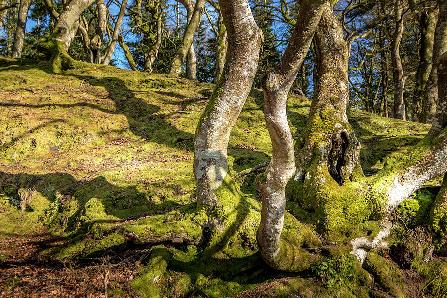 Beautiful Trees It Looks Like A Wizard Forest. Green Moss Covers #1 Photograph by Karlaage Isaksen