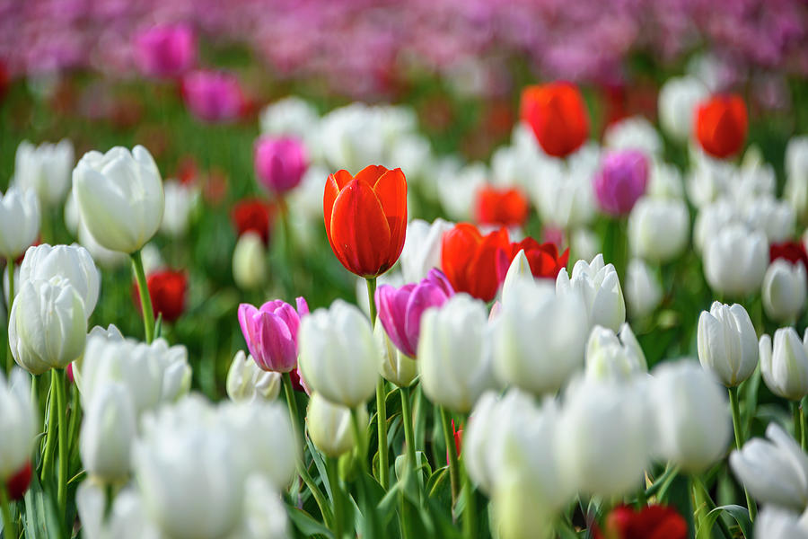 Beautiful Tulip Field In The Spring. Photograph