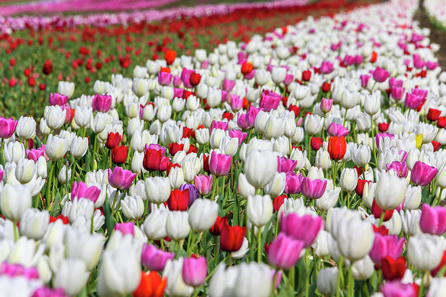 Beautiful Tulip Field Photograph