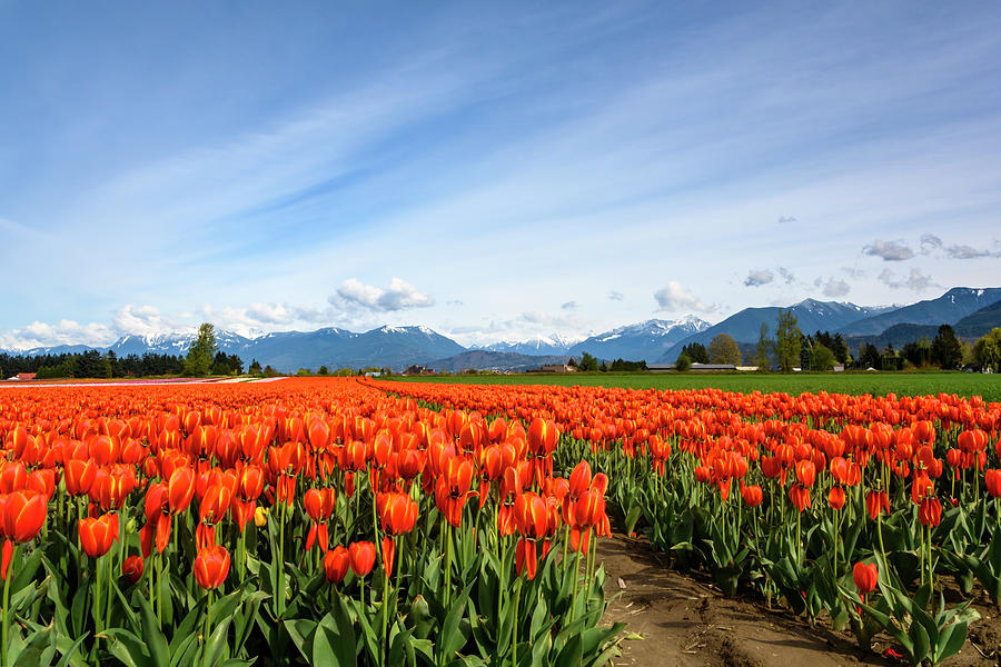 Beautiful Tulip Field Landscape Photo. Photograph