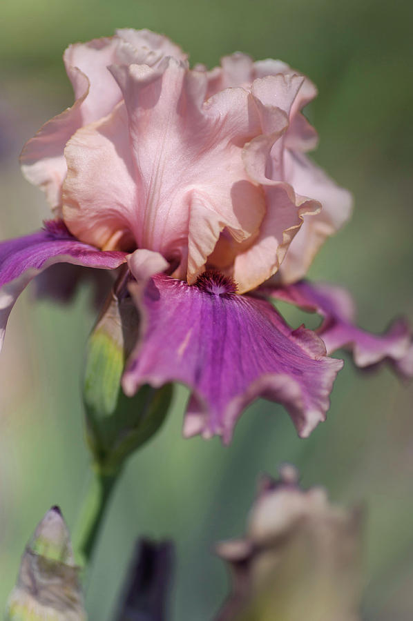 Beauty Of Irises. Annabelle Rose #1 Photograph by Jenny Rainbow