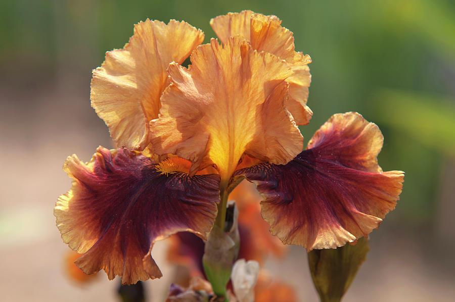 Beauty Of Irises. Apollodorus 2 Photograph by Jenny Rainbow