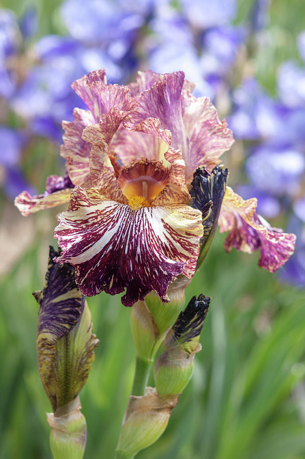 Beauty Of Irises. Bewilderbeast #1 Photograph by Jenny Rainbow