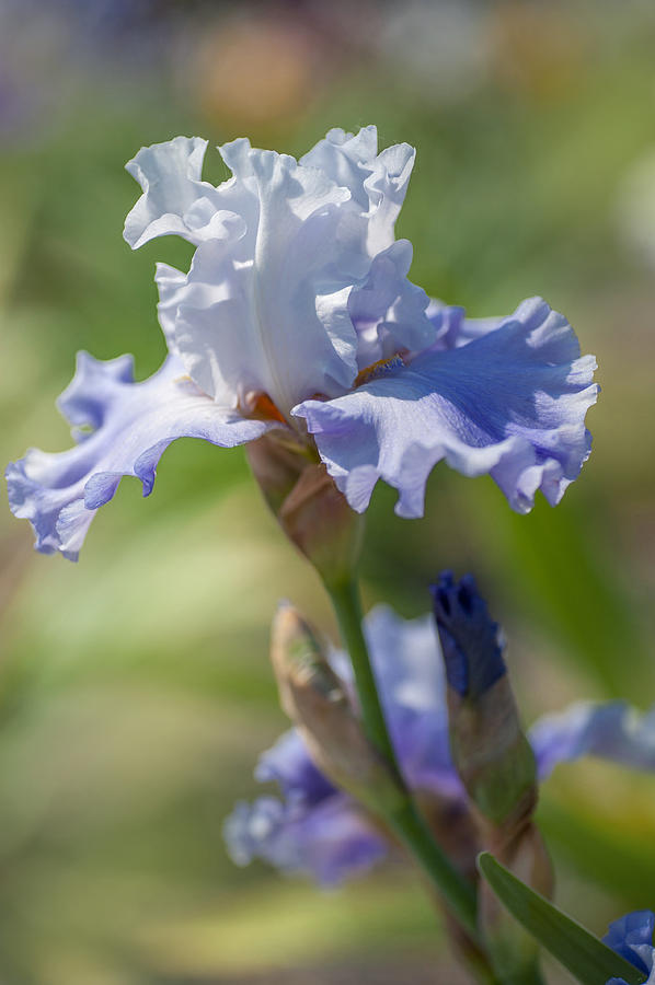 Beauty Of Irises. Blue Danube Waves #1 Photograph by Jenny Rainbow