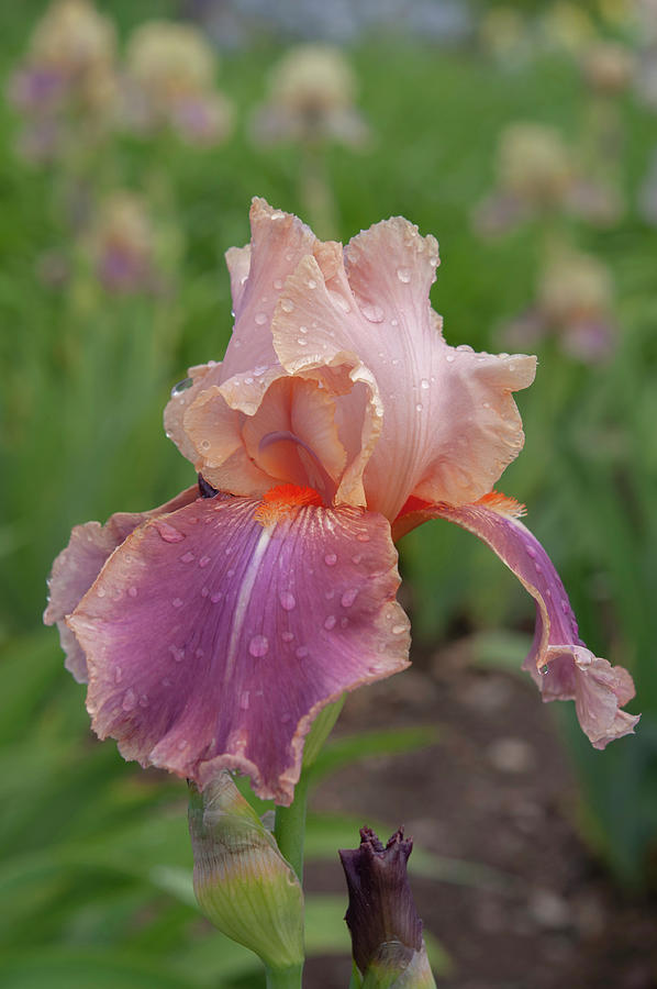 Beauty Of Irises - Carnaby #1 Photograph by Jenny Rainbow