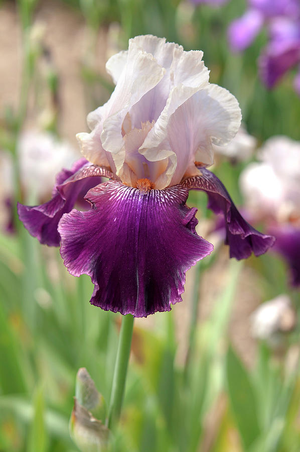 Beauty Of Irises - Changing Times #1 Photograph by Jenny Rainbow