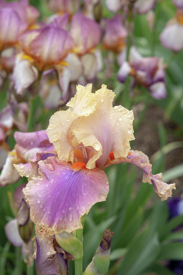 Spring Photograph - Beauty Of Irises - Colette Thurillet #1 by Jenny Rainbow